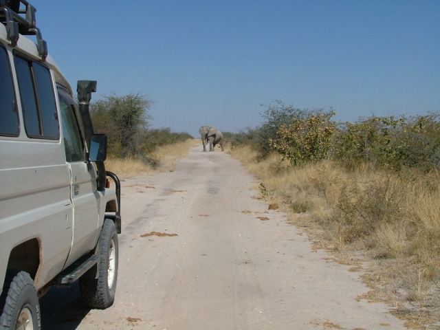 Traversée d'éléphant à la sortie du Nxai Park