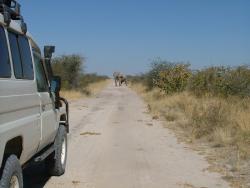 Traversée d'éléphant à la sortie du Nxai Park