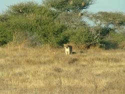 Lionne et ses lionceaux tapis dans les hautes herbes