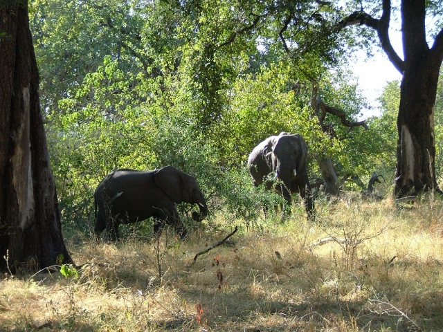 Eléphants dans les forêts de Moremi 