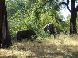 Eléphants dans les forêts de Moremi 