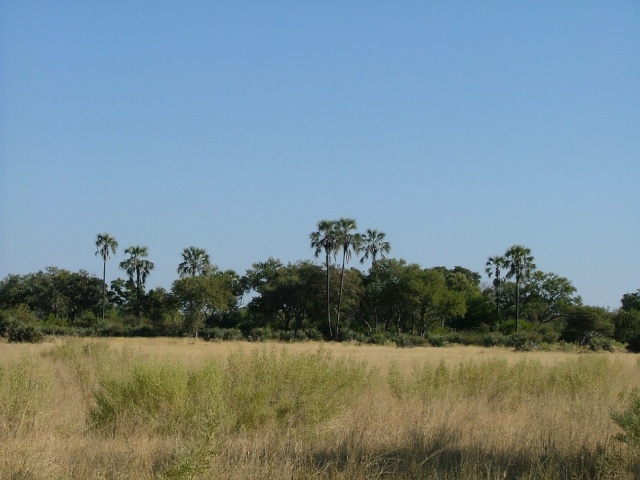 Paysage du Moremi Park