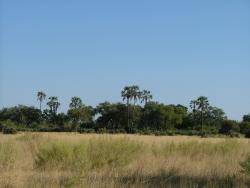 Paysage du Moremi Park