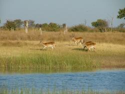 Red Lechwes, antilope de milieu humide