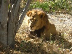 Superbe lion l'archétype du grand mâle