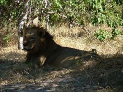 Et le lion qui aurait pu manger David