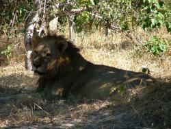 Et le lion qui aurait pu manger David