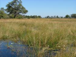 Paysage aquatique de Moremi Park