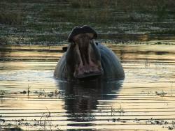 Hippo en démonstration