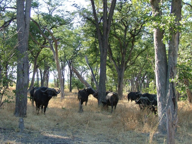 Troupeau de buffles dans la forêt