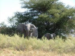 Maman éléphant et son petit
