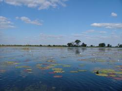 Delta de l'Okavango