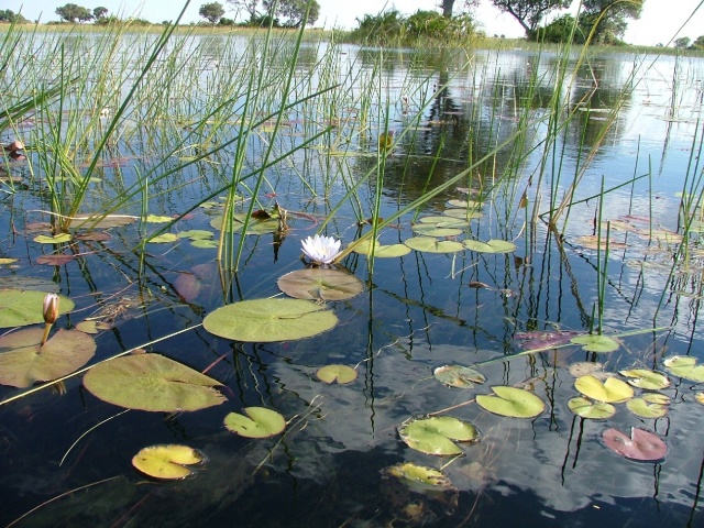 Des nuées de nénuphars illuminent les eaux cristallines