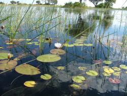 Des nuées de nénuphars illuminent les eaux cristallines