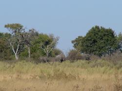 Eléphants aperçus lors de notre ballade à pied dans le bush : sensations garanties