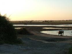 Champ d'éléphants sur la rivière Chobe !