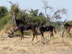 Antilopes Sable à Chobe