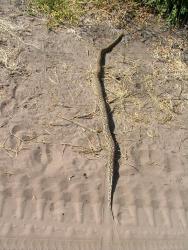 Beau serpent qu'on a failli écraser