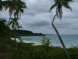 La même derrière les cocotiers