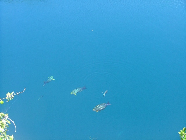 On n'est pas à la mer et pourtant il y a des poissons perroquets