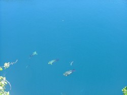 On n'est pas à la mer et pourtant il y a des poissons perroquets