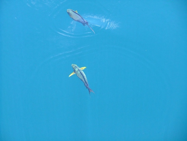 En fait les poissons perroquets sont capturés pour vivre dans le Trou bleu