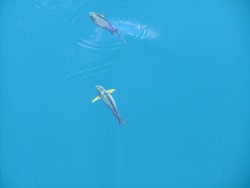 En fait les poissons perroquets sont capturés pour vivre dans le Trou bleu