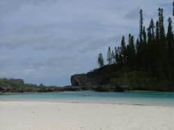 Magnifiques pins colonaires de la piscine