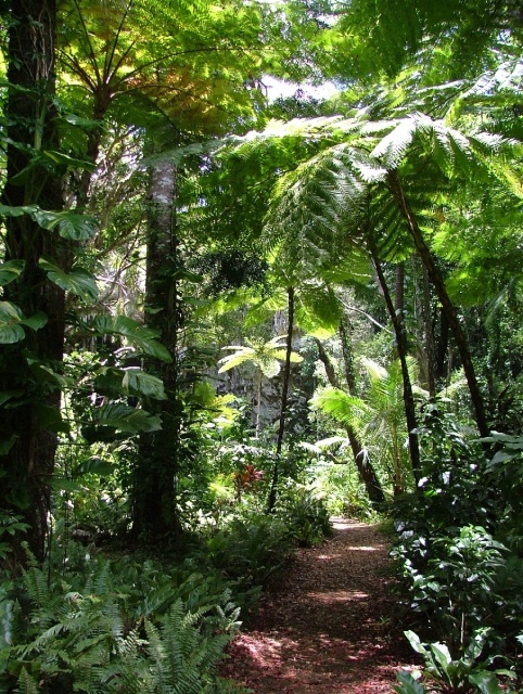 Il fait bon flaner dans cette forêt