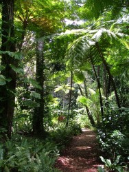 Il fait bon flaner dans cette forêt