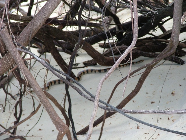 Le tricot rayé, un serpent facilement reconnaissable même au milieu de racines