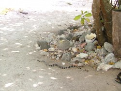 Le serpent marin venimeux réputé inoffensif est même la mascotte du pays