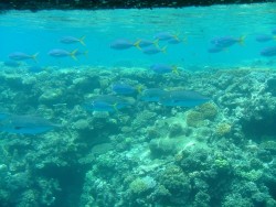 Coraux, anémones, bénitiers, poissons, tout le monde est au rendez-vous