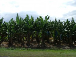 Bananiers et canne à sucre se partagent le paysage du Queensland