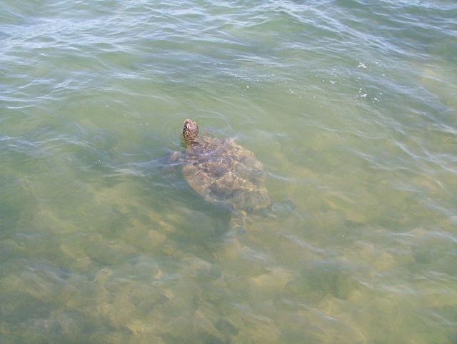 Tortue marine cabotine à Mission Beach