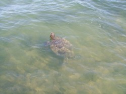 Tortue marine cabotine à Mission Beach