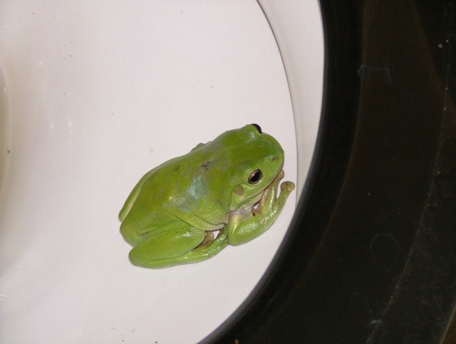 Les mignonnes grenouilles vertes qu'on rencontre partout en zone humide, surtout dans les toilettes
