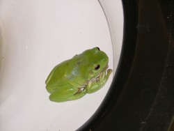 Les mignonnes grenouilles vertes qu'on rencontre partout en zone humide, surtout dans les toilettes