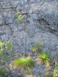 En Australie, la flore aussi est originale