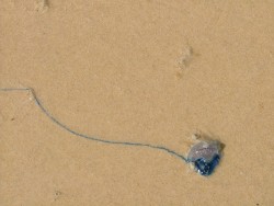 Une méduse innocente, enfin on espère