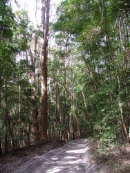 Forêt imposante du Sud de Fraser