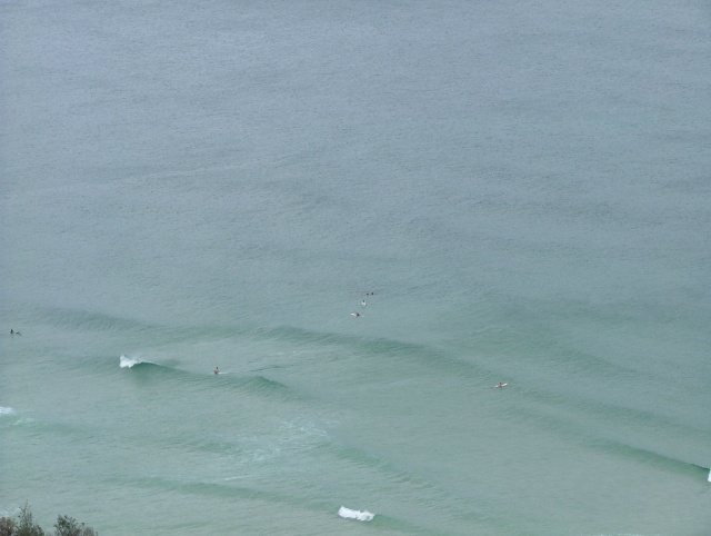 Ici, même les dauphins font du surf