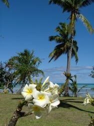 Fleur de frangipanier, sur cocotier