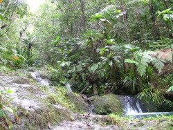 Merveilleuse forêt tropicale de Colo-I-Suva