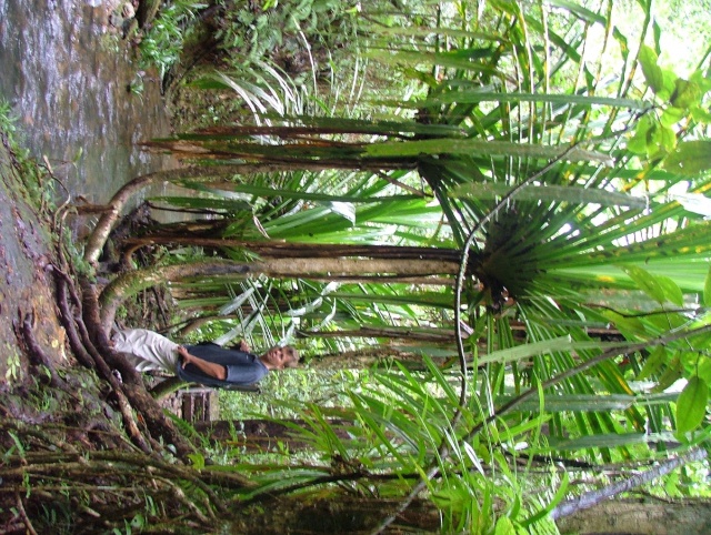 Un autre attrait des Fidji, les promenades dans la forêt tropicale