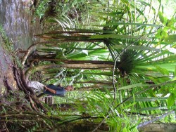 Un autre attrait des Fidji, les promenades dans la forêt tropicale