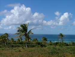 Cocotiers sur mer