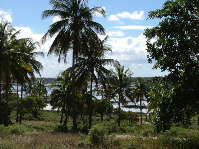 Ou cocotiers sur lagune