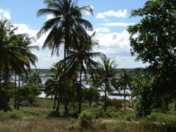 Ou cocotiers sur lagune