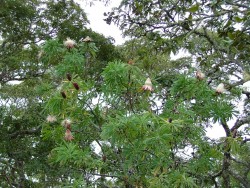 Superbe arbre en fleurs dans la forêt